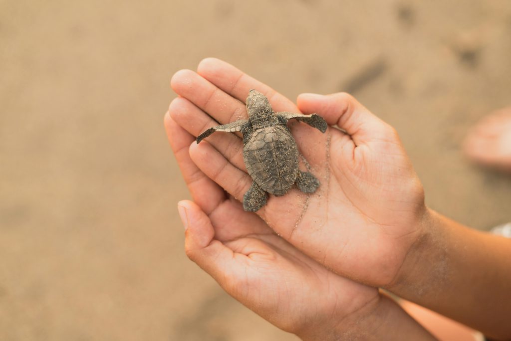 Hands holding a baby sea turtle on a sandy beach in Sanur, Bali