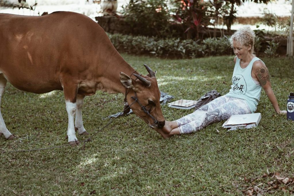 Yoga teacher training student sitting on the grass in Bali with notebooks as a cow approaches